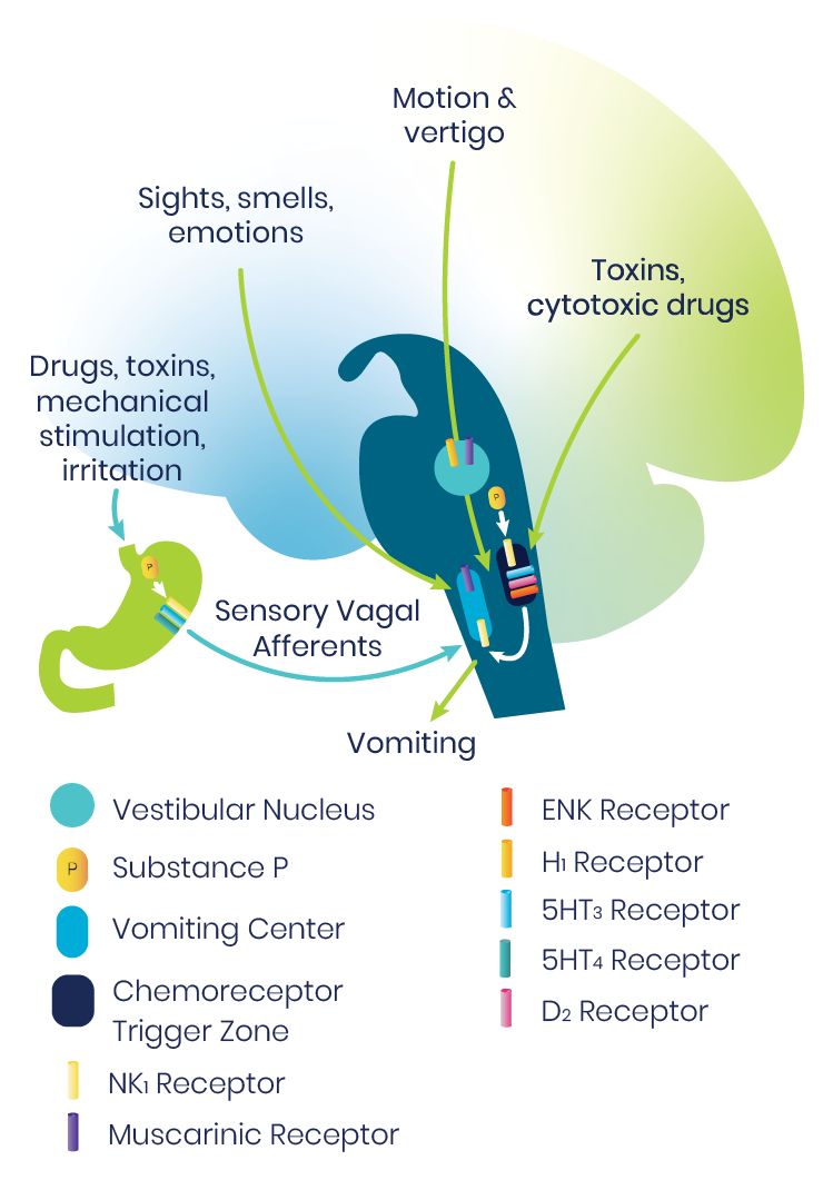 Pathways to Vomiting in the Brain