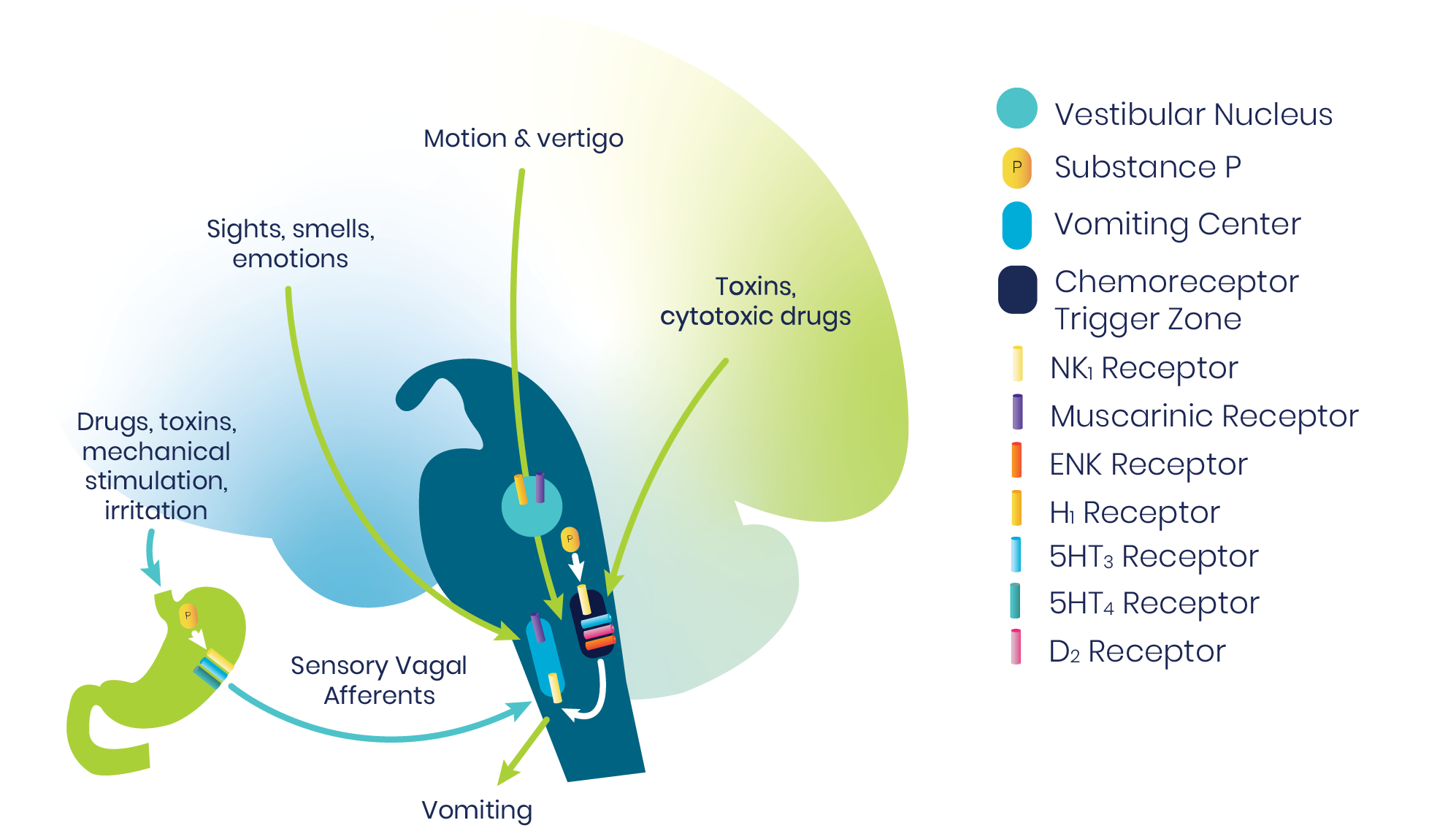 Pathways to Vomiting in the Brain