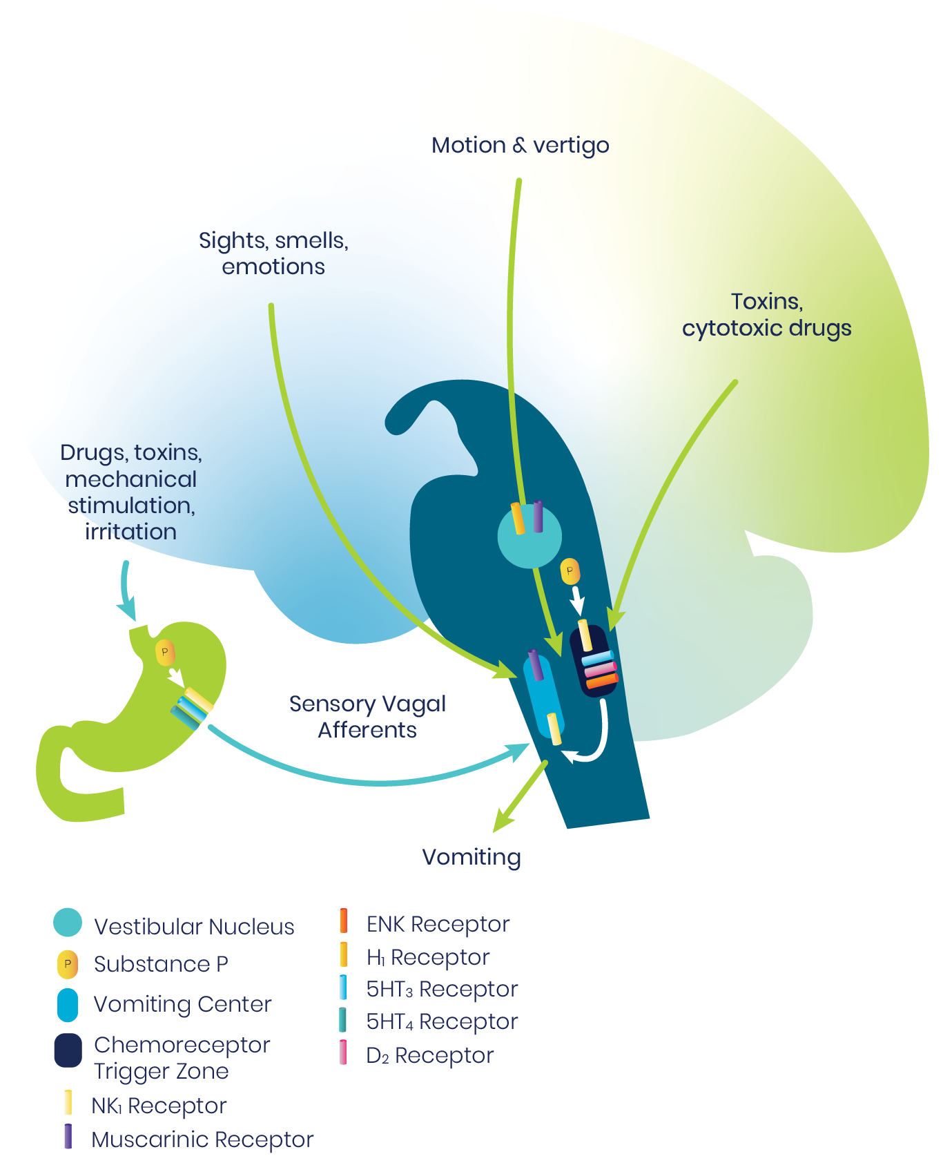 Pathways to Vomiting in the Brain